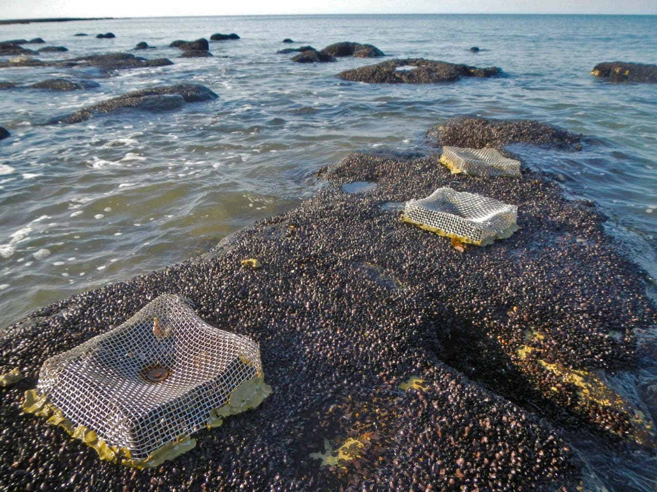 Quadrat survey on the shore