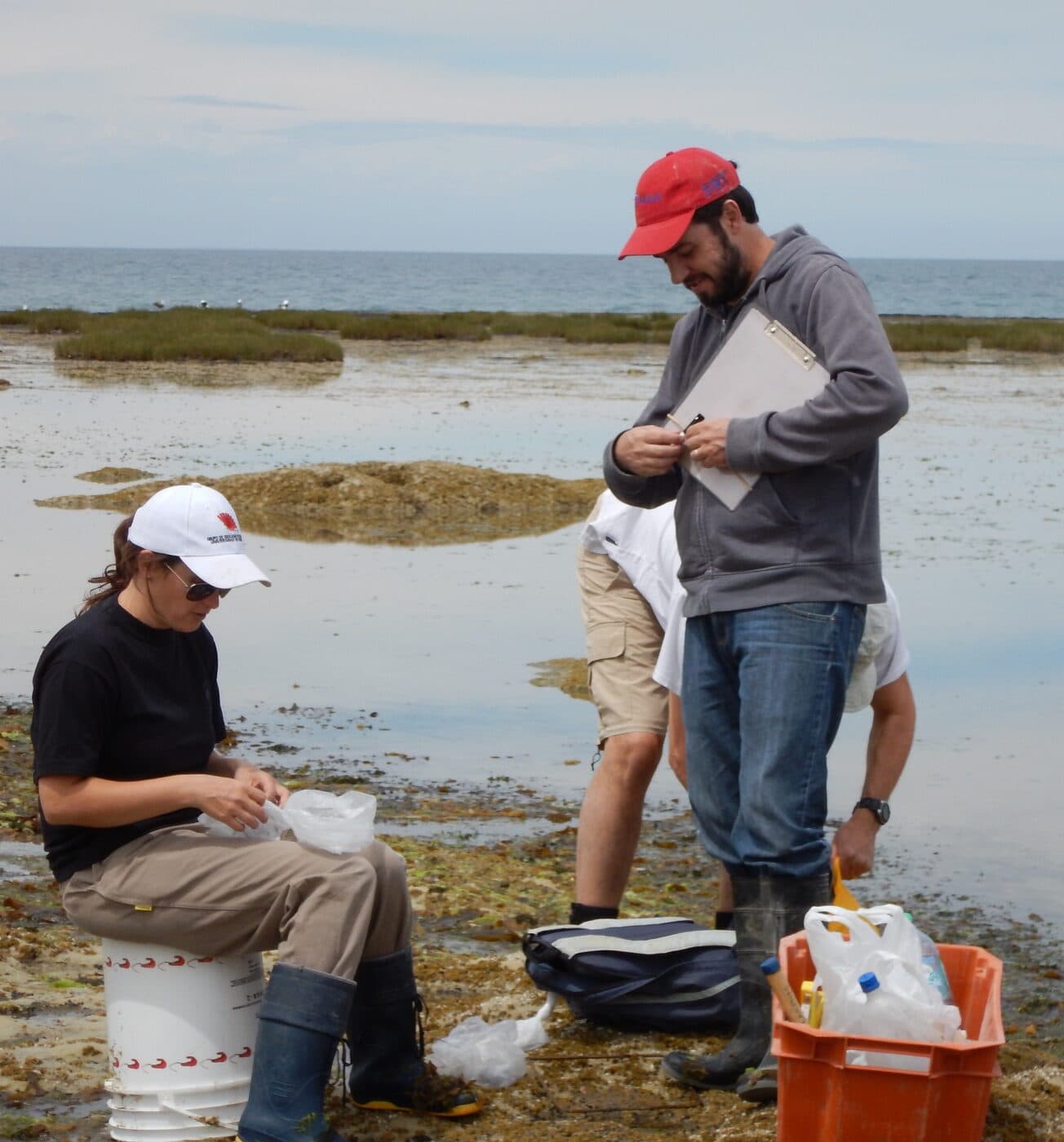 Sampling in the rocky intertidal