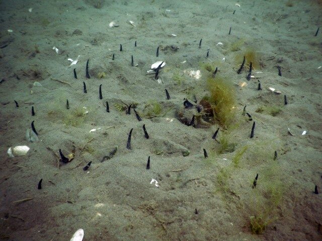 Seafloor of the Patagonian Sea